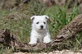 WESTIE 111